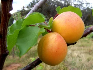 fruta a domicilio madrid Apricots 4