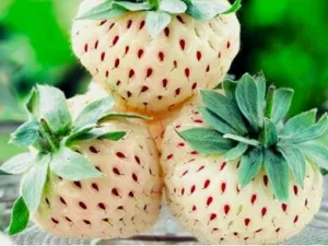 fruta a domicilio madrid pineberry
