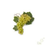 Racimo de uvas verdes frescas