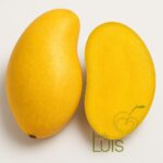 mango ataulfo fresco
